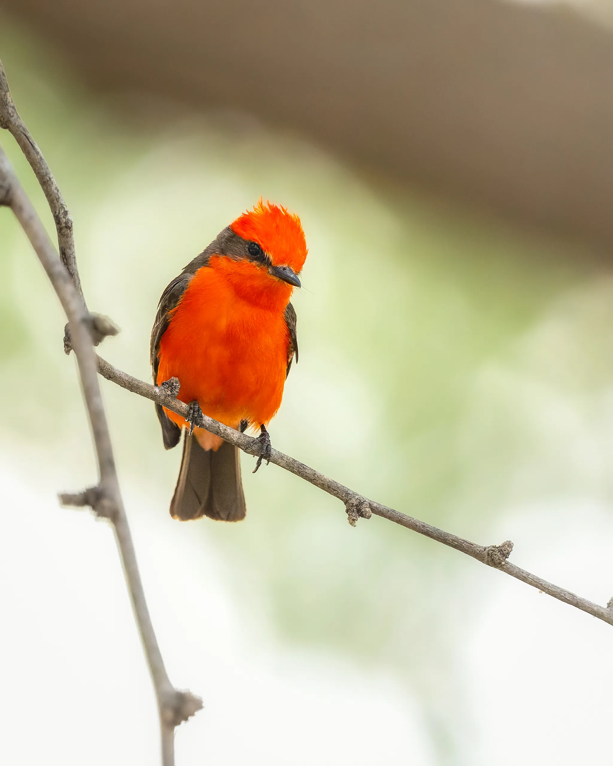 Vermilion Flycatcher, Arizona