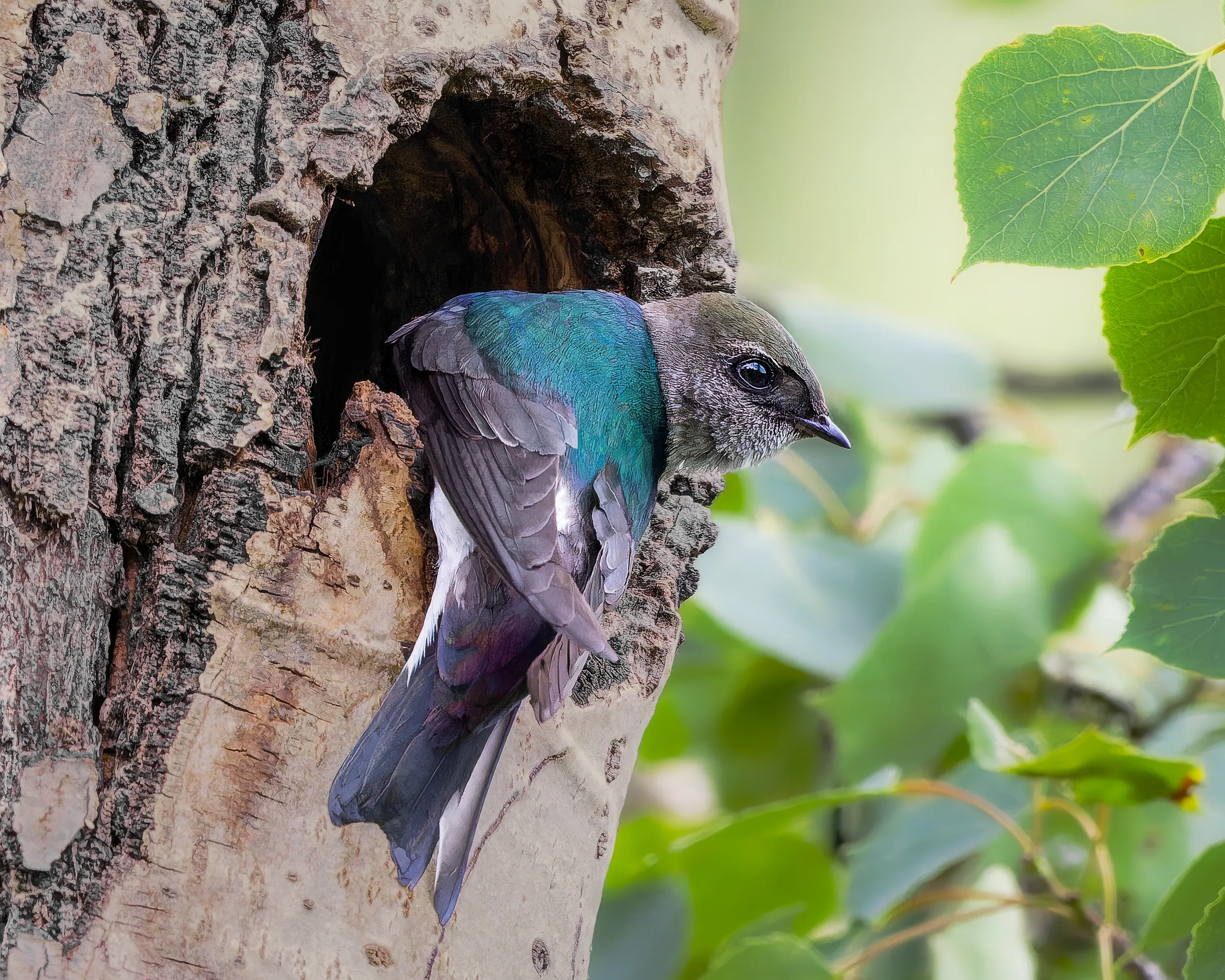 Violet-green Swallow, Colorado