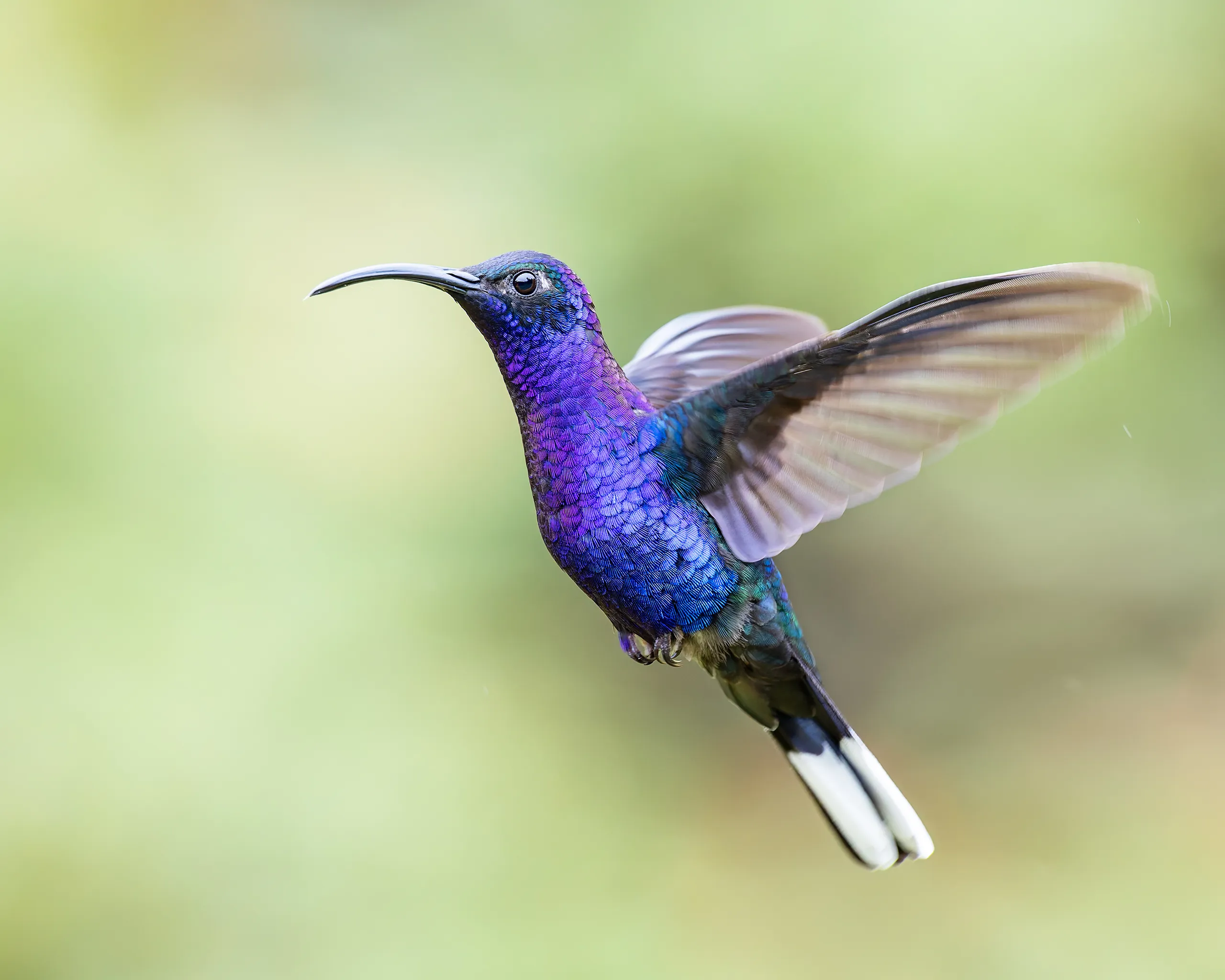 Violet Sabrewing, Costa Rica