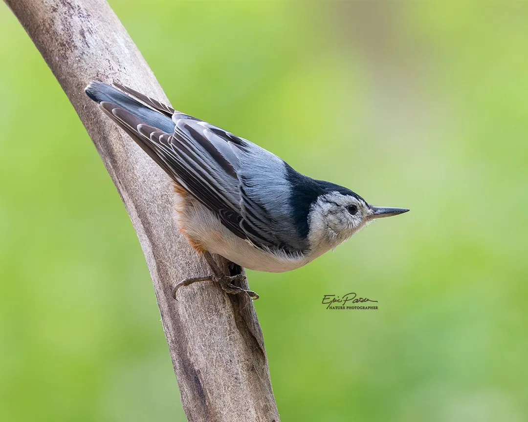 White-breasted Nuthatch, Nebraska