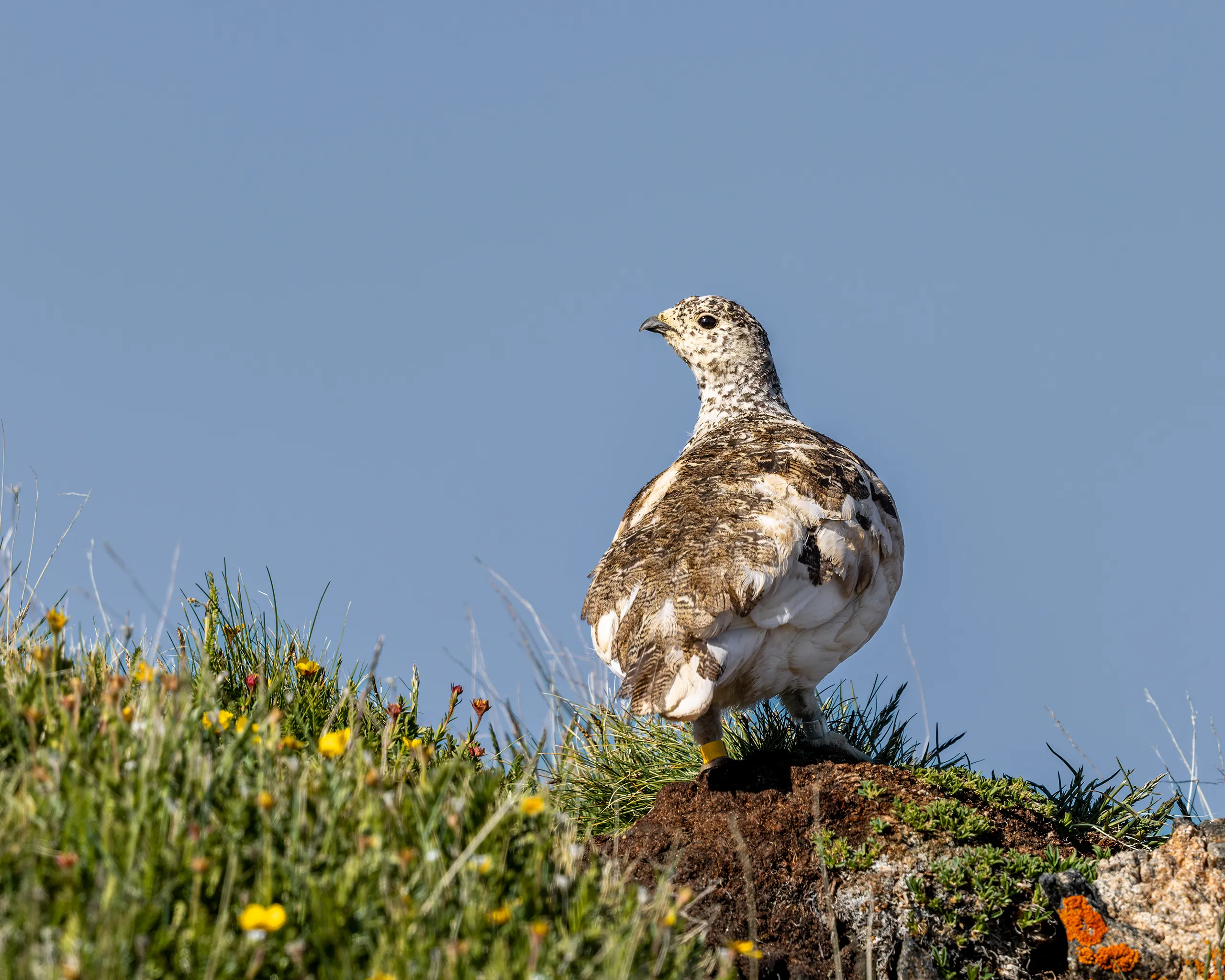 Colorado — White-tailed Ptarmigan