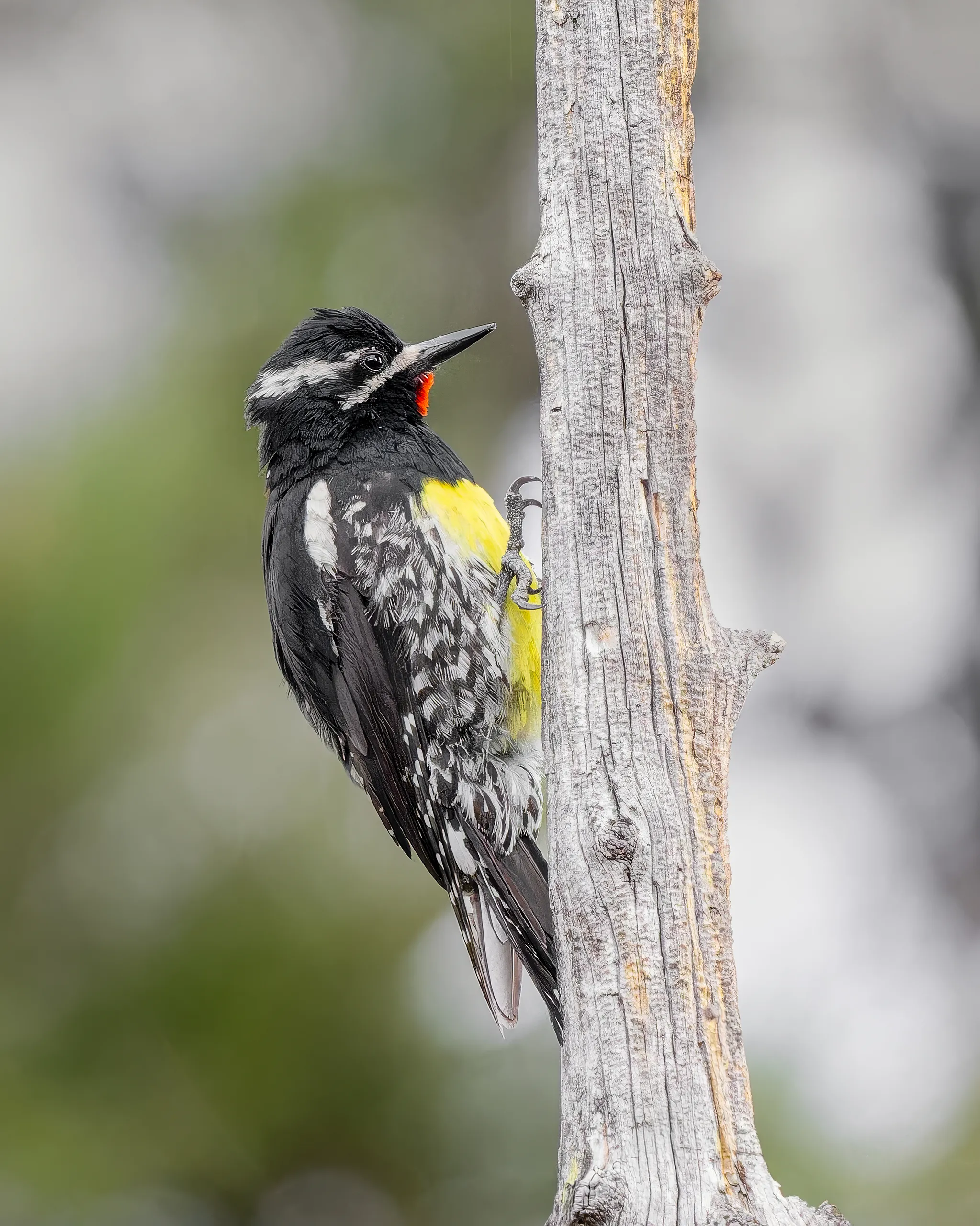 Williamson's Sapsucker, Colorado