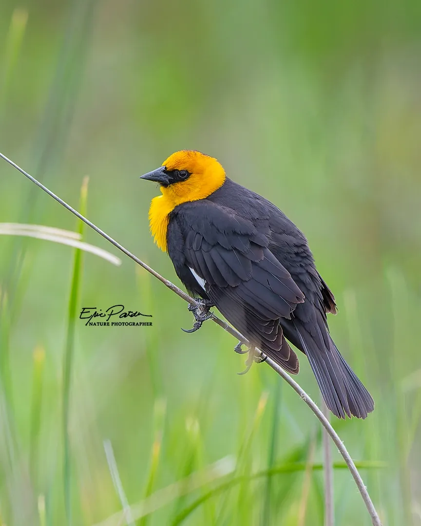 Yellow-headed Blackbird, Nebraska